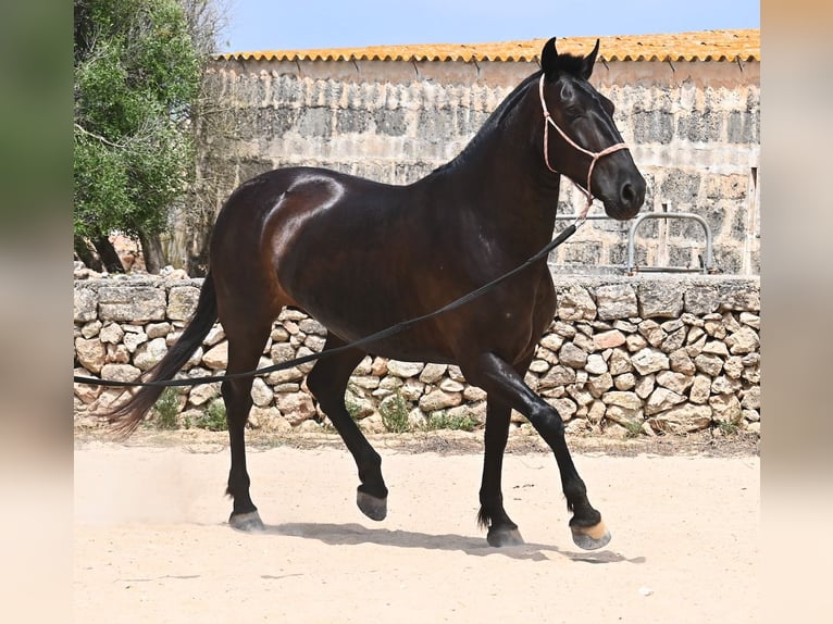 Menorquin Mare 6 years 15,2 hh Black in Menorca
