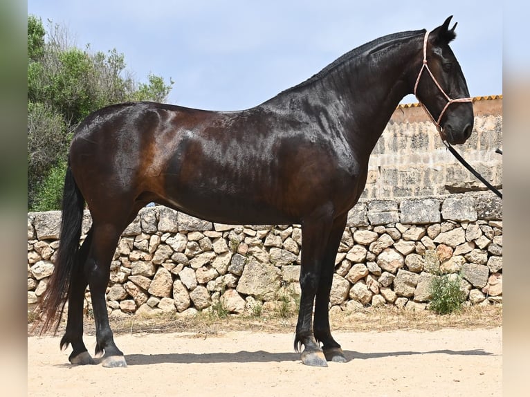 Menorquin Mare 6 years 15,2 hh Black in Menorca