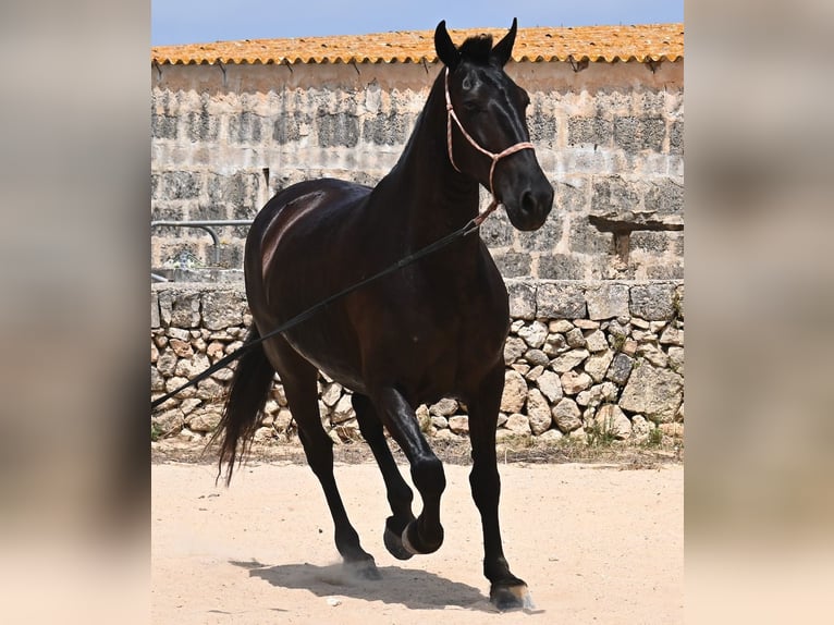 Menorquin Mare 6 years 15,2 hh Black in Menorca