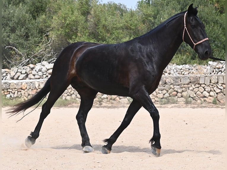 Menorquin Mare 6 years 15,2 hh Black in Menorca