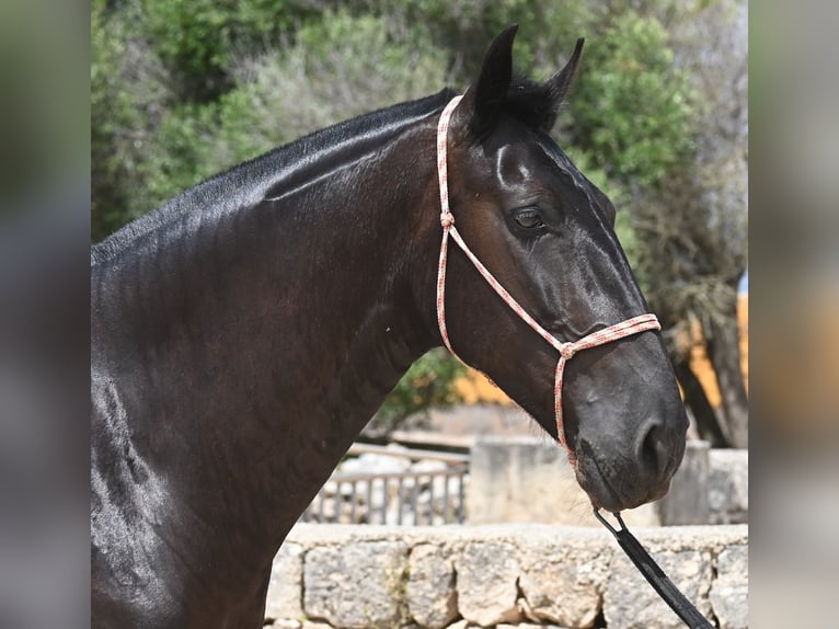 Menorquin Mare 6 years 15,2 hh Black in Menorca