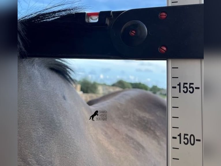 Menorquin Mare 6 years 15,2 hh Black in Menorca