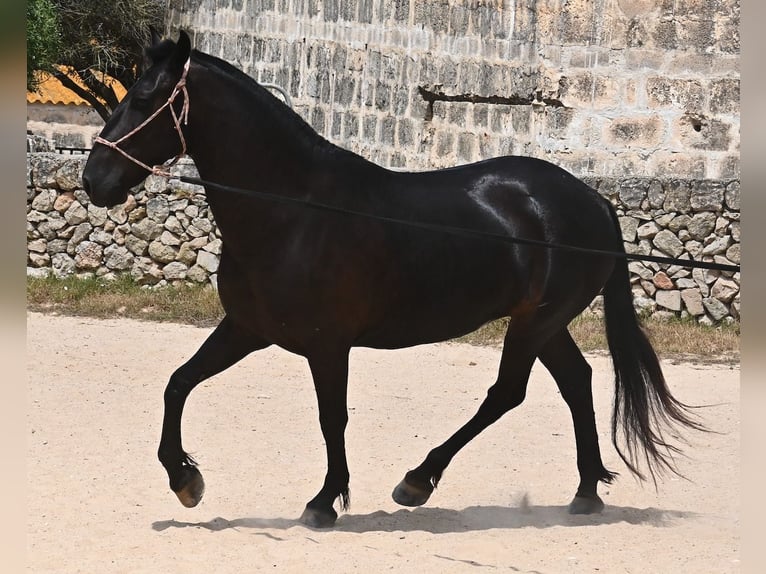 Menorquin Mare 6 years 15,2 hh Black in Menorca