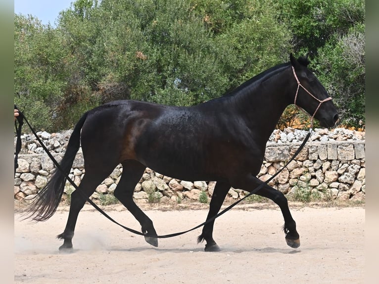 Menorquin Mare 6 years 15,2 hh Black in Menorca