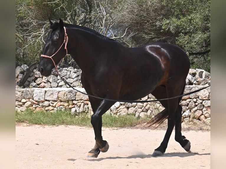 Menorquin Mare 6 years 15,2 hh Black in Menorca