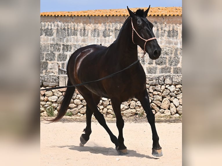 Menorquin Mare 6 years 15,2 hh Black in Menorca