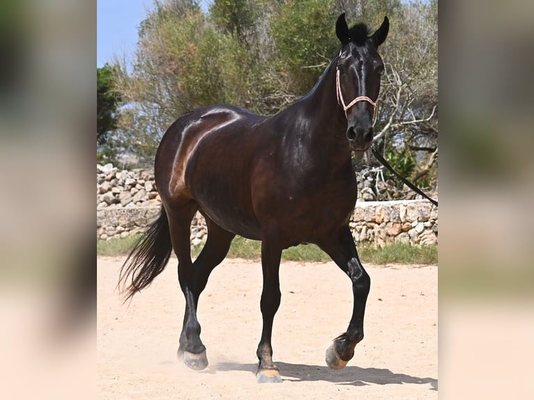 Menorquin Mare 6 years 15,2 hh Black in Menorca