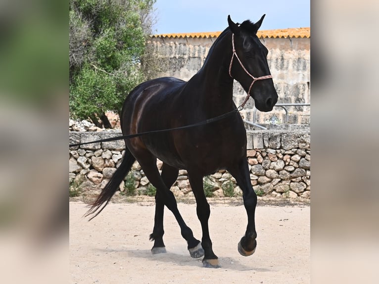 Menorquin Mare 6 years 15,2 hh Black in Menorca