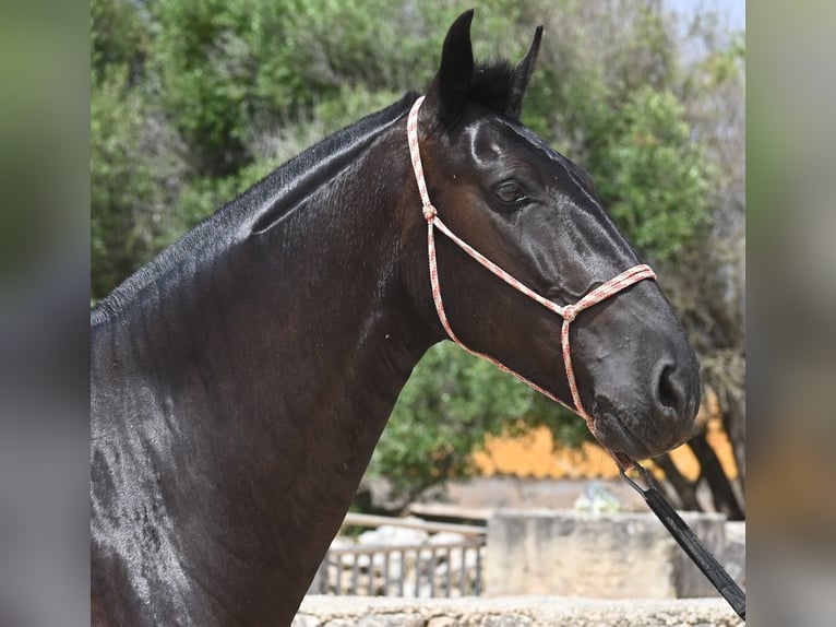 Menorquin Mare 6 years 15,2 hh Black in Menorca