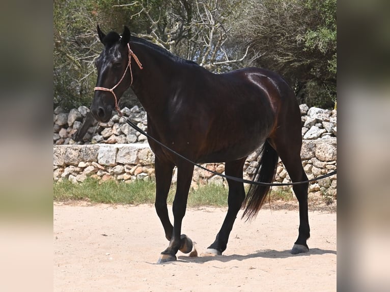 Menorquin Mare 6 years 15,2 hh Black in Menorca