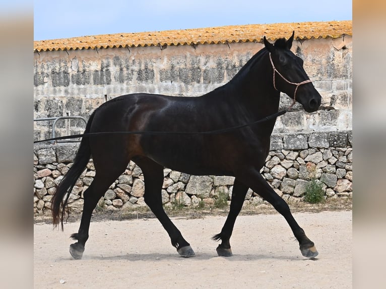 Menorquin Mare 6 years 15,2 hh Black in Menorca