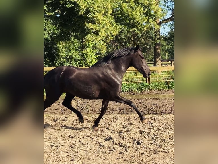 Menorquin Mare 6 years 16 hh Black in Herenthout