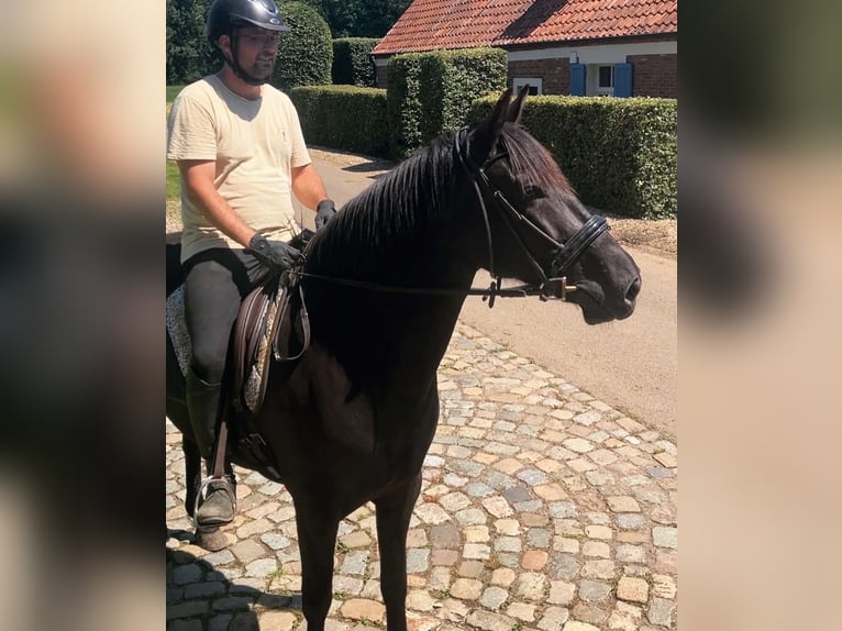 Menorquin Mare 6 years 16 hh Black in Herenthout