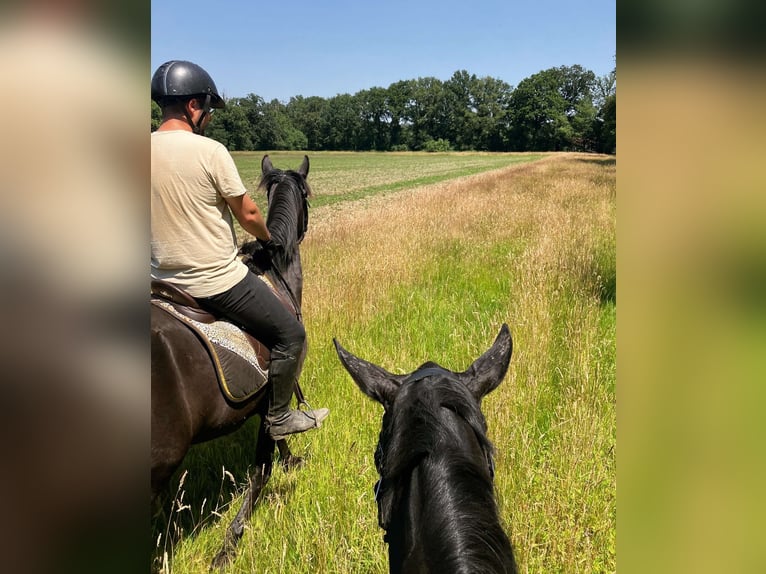 Menorquin Mare 6 years 16 hh Black in Herenthout