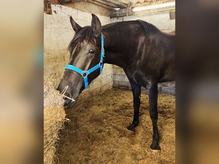 Menorquin Mare 6 years 16 hh Black in Herenthout