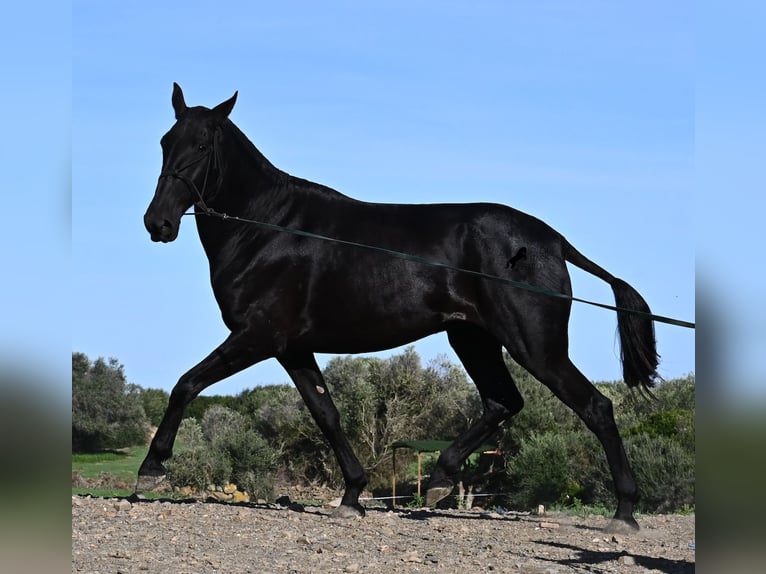 Menorquin Mare 6 years 16,2 hh Black in Menorca Menorquin Mare 6 years 16,2 hh Black in Menorca