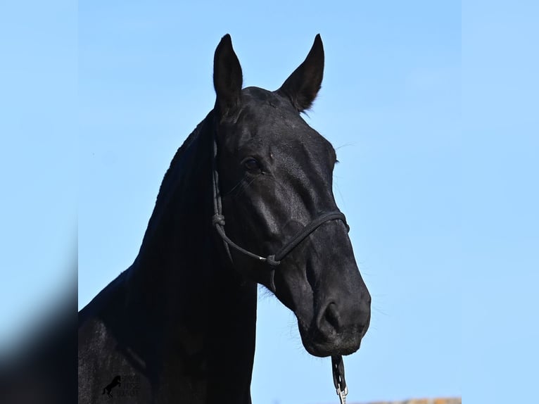 Menorquin Mare 6 years 16,2 hh Black in Menorca Menorquin Mare 6 years 16,2 hh Black in Menorca