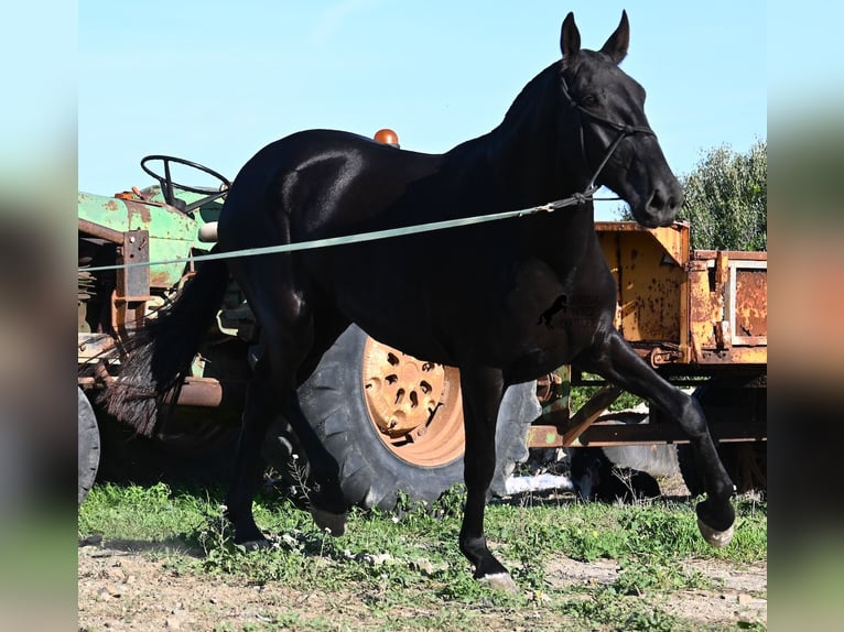 Menorquin Mare 6 years 16,2 hh Black in Menorca Menorquin Mare 6 years 16,2 hh Black in Menorca
