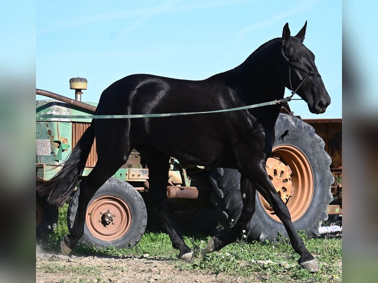 Menorquin Mare 6 years 16,2 hh Black in Menorca Menorquin Mare 6 years 16,2 hh Black in Menorca