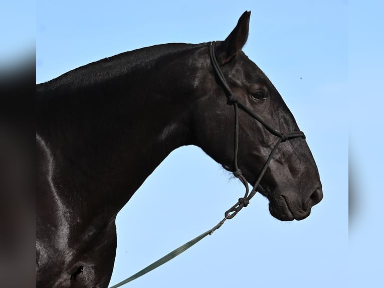 Menorquin Mare 6 years 16,2 hh Black in Menorca Menorquin Mare 6 years 16,2 hh Black in Menorca