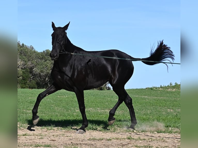 Menorquin Mare 6 years 16,2 hh Black in Menorca Menorquin Mare 6 years 16,2 hh Black in Menorca
