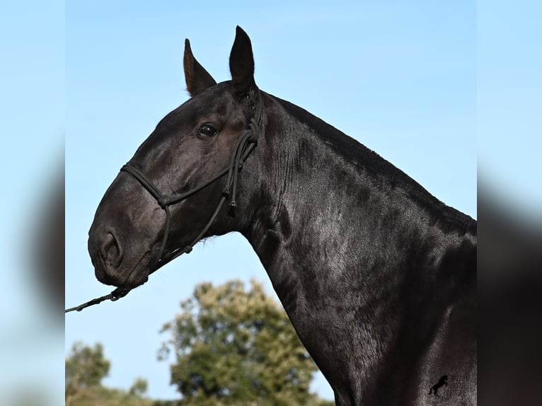 Menorquin Mare 6 years 16,2 hh Black in Menorca Menorquin Mare 6 years 16,2 hh Black in Menorca