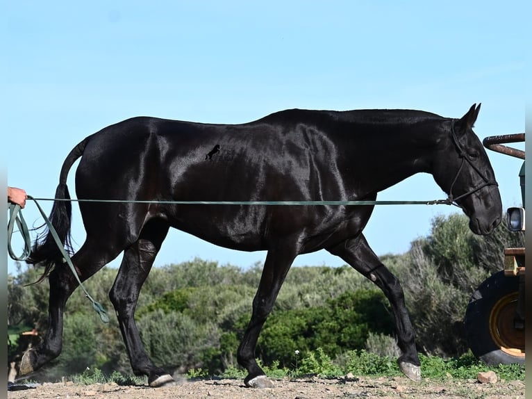 Menorquin Mare 6 years 16,2 hh Black in Menorca Menorquin Mare 6 years 16,2 hh Black in Menorca