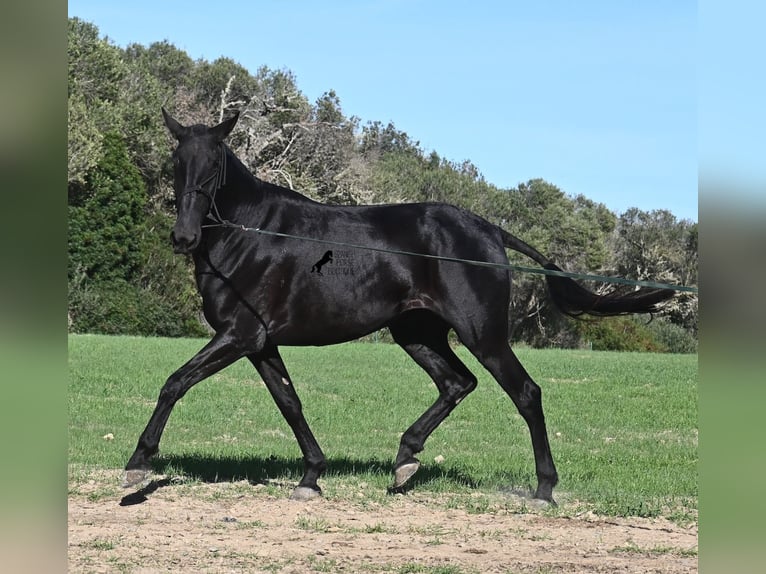 Menorquin Mare 6 years 16,2 hh Black in Menorca Menorquin Mare 6 years 16,2 hh Black in Menorca
