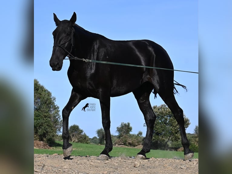 Menorquin Mare 6 years 16,2 hh Black in Menorca Menorquin Mare 6 years 16,2 hh Black in Menorca