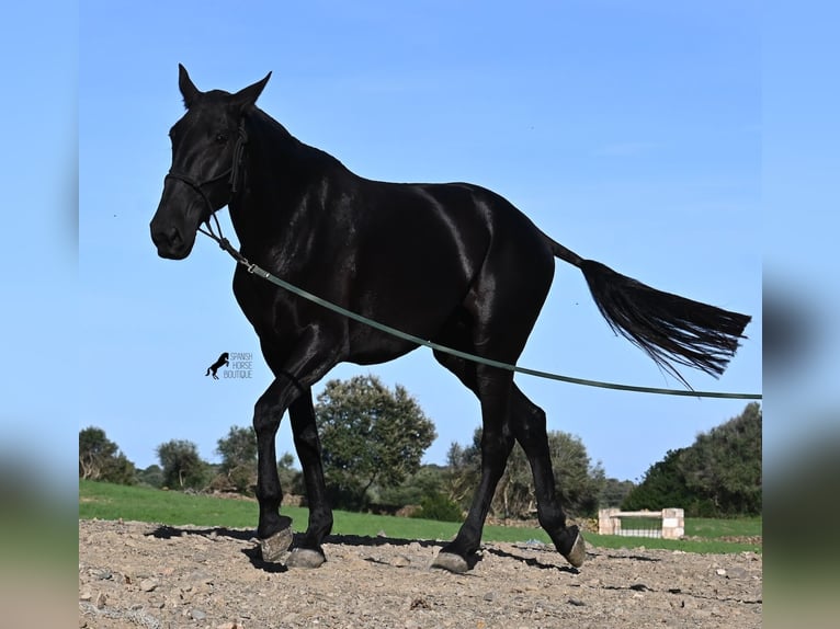 Menorquin Mare 6 years 16,2 hh Black in Menorca Menorquin Mare 6 years 16,2 hh Black in Menorca