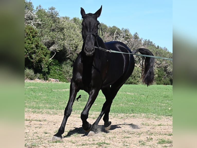 Menorquin Mare 6 years 16,2 hh Black in Menorca Menorquin Mare 6 years 16,2 hh Black in Menorca