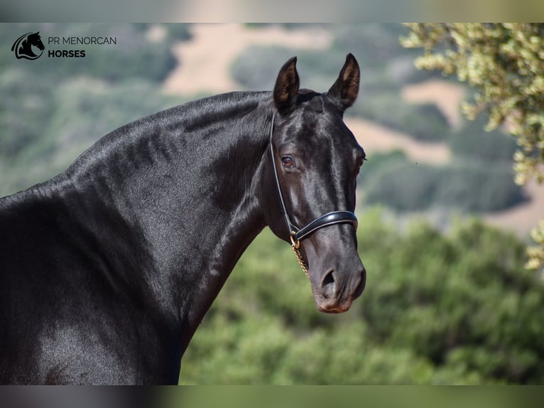 Menorquin Mare 8 years 14.3 hh Black in Menorca