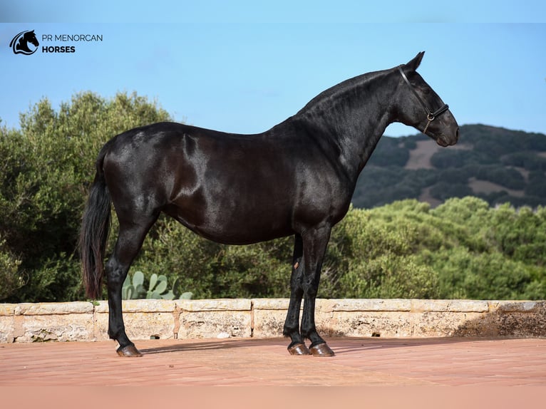 Menorquin Mare 8 years 15,1 hh Black in Menorca