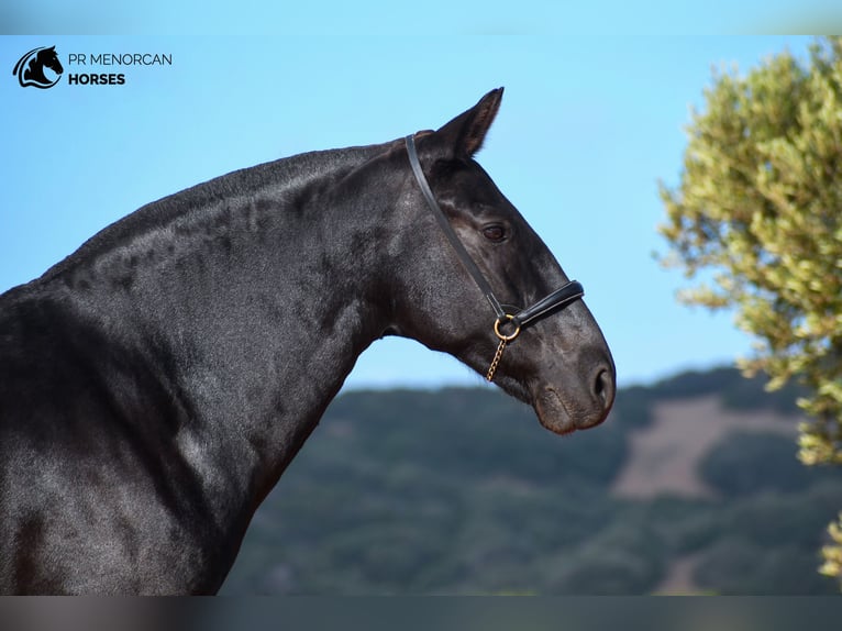 Menorquin Mare 8 years 15,1 hh Black in Menorca