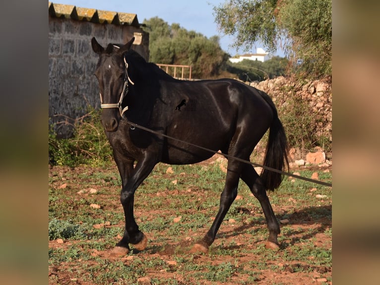 Menorquin Mare 8 years 15,2 hh Black in Menorca