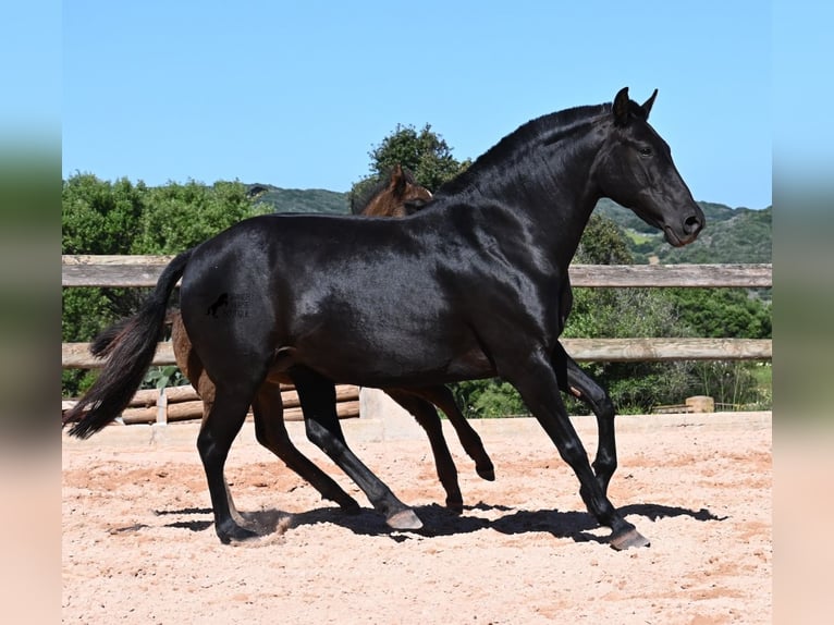 Menorquin Mare 8 years 15 hh Black in Menorca