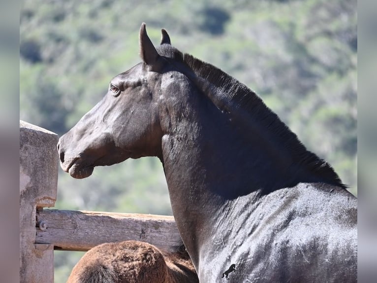 Menorquin Mare 8 years 15 hh Black in Menorca