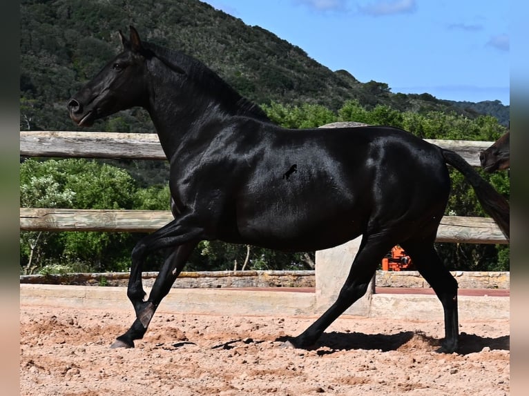 Menorquin Mare 8 years 15 hh Black in Menorca