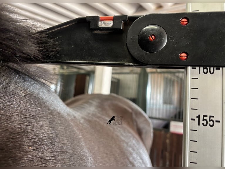 Menorquin Mare 8 years 15,2 hh Black in Menorca Menorquin Mare 8 years 15,2 hh Black in Menorca