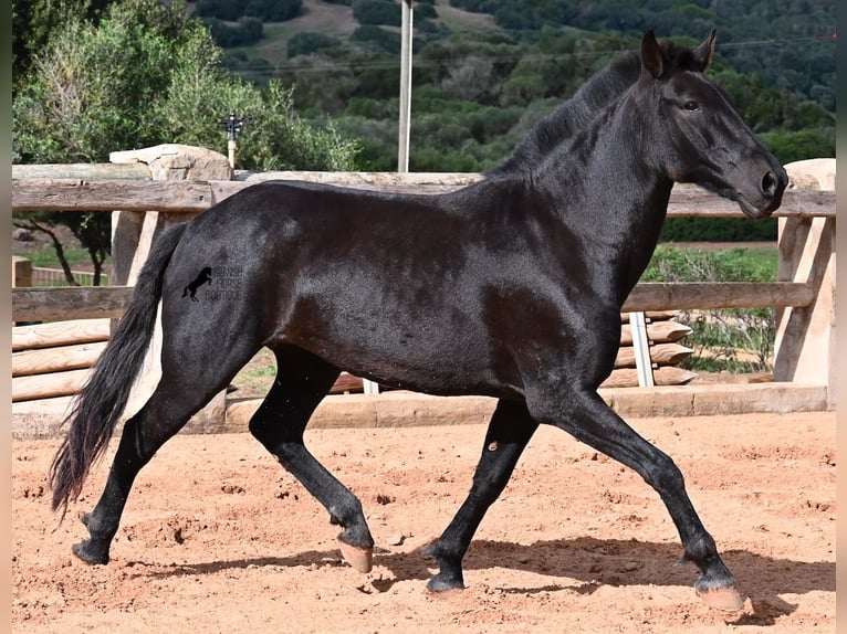 Menorquin Mare 8 years 15,2 hh Black in Menorca Menorquin Mare 8 years 15,2 hh Black in Menorca