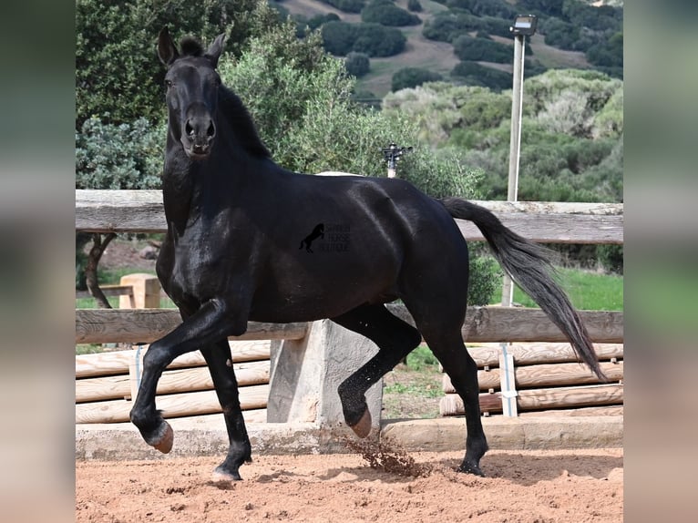 Menorquin Mare 8 years 15,2 hh Black in Menorca Menorquin Mare 8 years 15,2 hh Black in Menorca