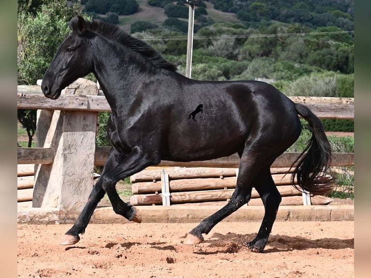 Menorquin Mare 8 years 15,2 hh Black in Menorca Menorquin Mare 8 years 15,2 hh Black in Menorca