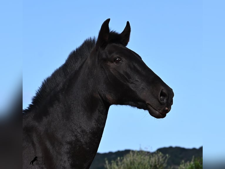 Menorquin Mare 8 years 15,2 hh Black in Menorca