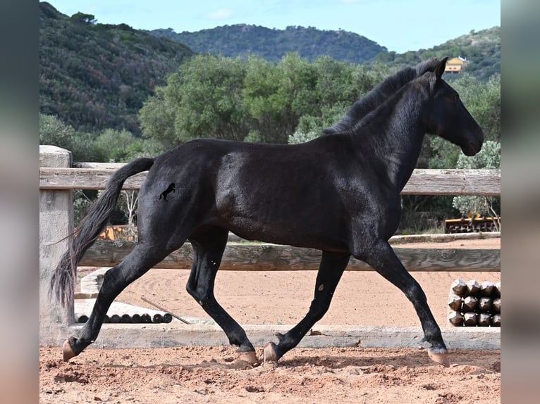 Menorquin Mare 8 years 15,2 hh Black in Menorca