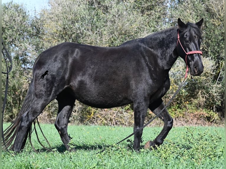 Menorquin Mare 9 years 15 hh Black in Menorca