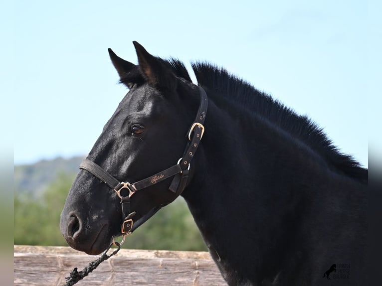 Menorquin Mare 9 years 15,1 hh Black in Menorca