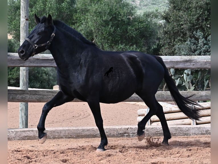 Menorquin Mare 9 years 15,1 hh Black in Menorca