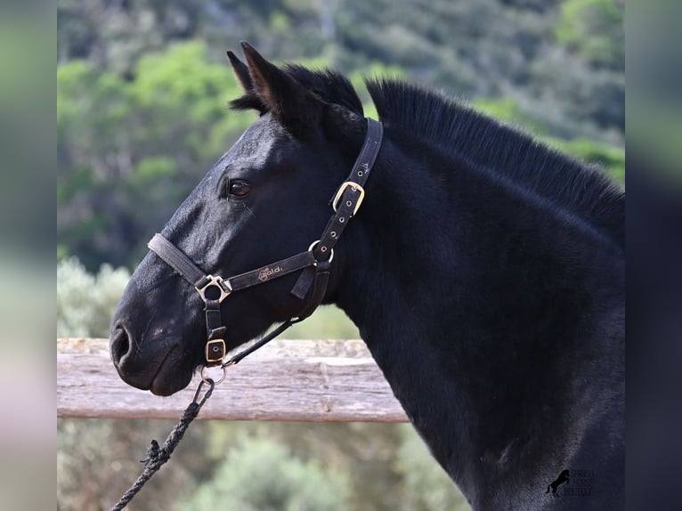 Menorquin Mare 9 years 15,1 hh Black in Menorca