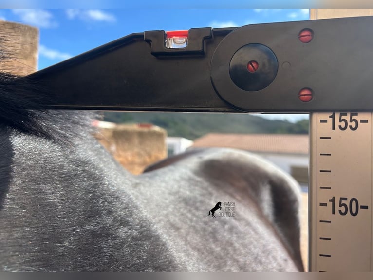 Menorquin Mare 9 years 15,1 hh Black in Menorca