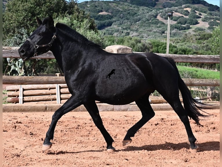 Menorquin Mare 9 years 15,1 hh Black in Menorca